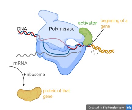 Activators activate gene transcription.
