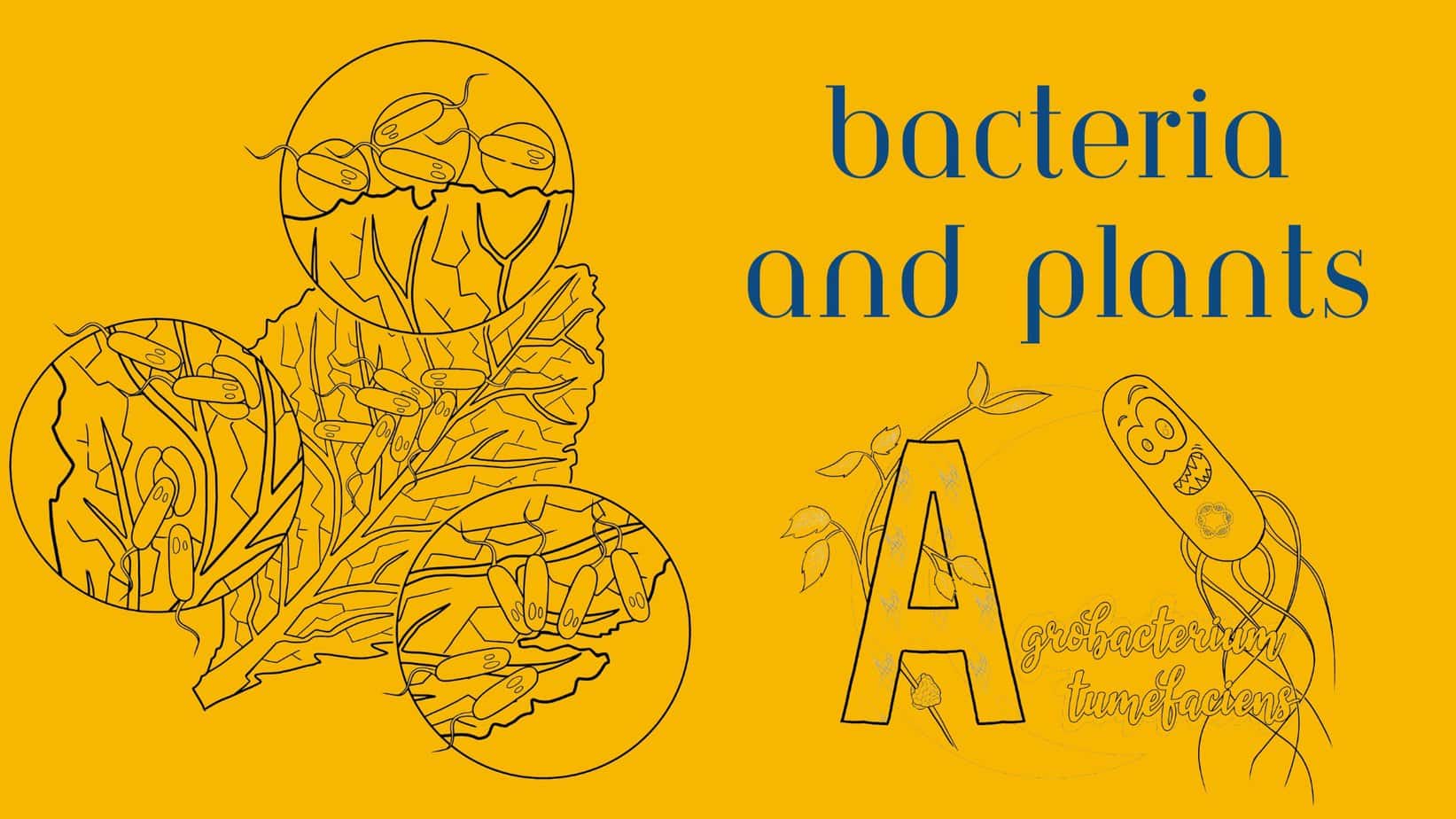 About bacteria and Plants on Bacterialworld