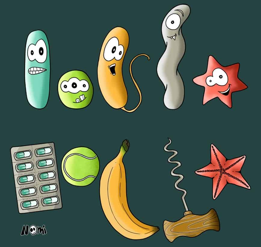 Comic of the different shapes of bacteria