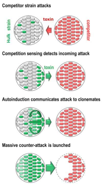 Bacteria produce bacteriocin and can communicate that they are being attacked.