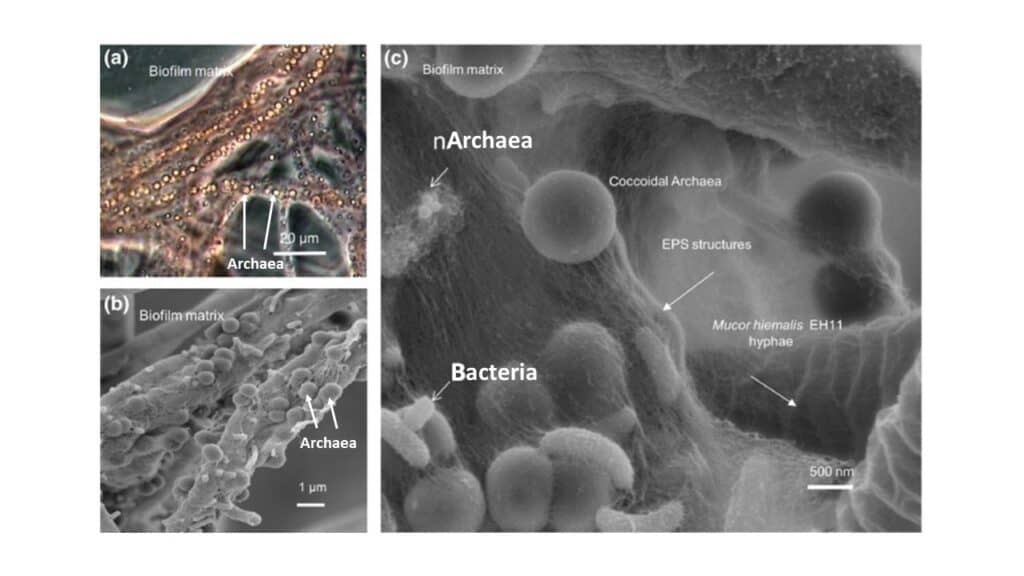 A bacterial biofilm consists of different microbial cells, as well as extracellular polymers that make up the slime part.