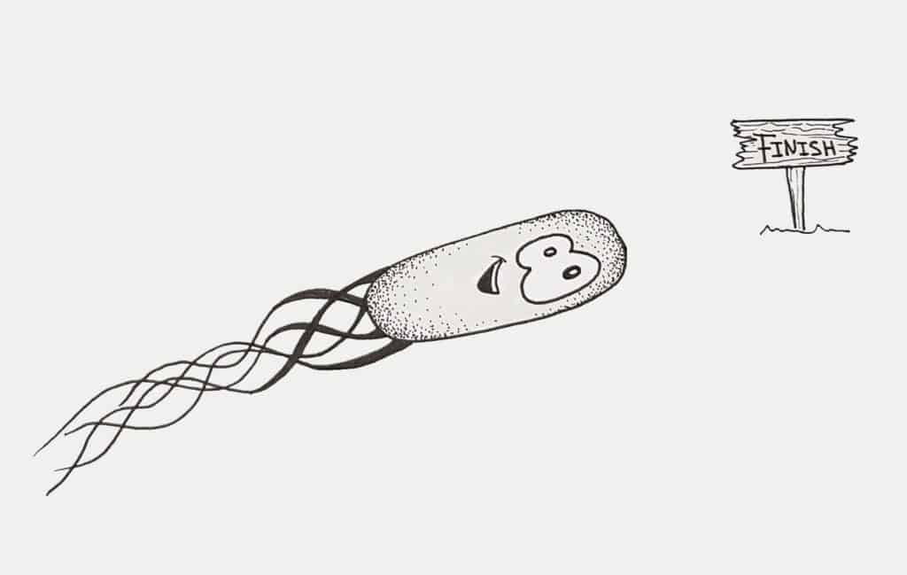 Bacterial flagella help bacteria to reach their targets by swimming.