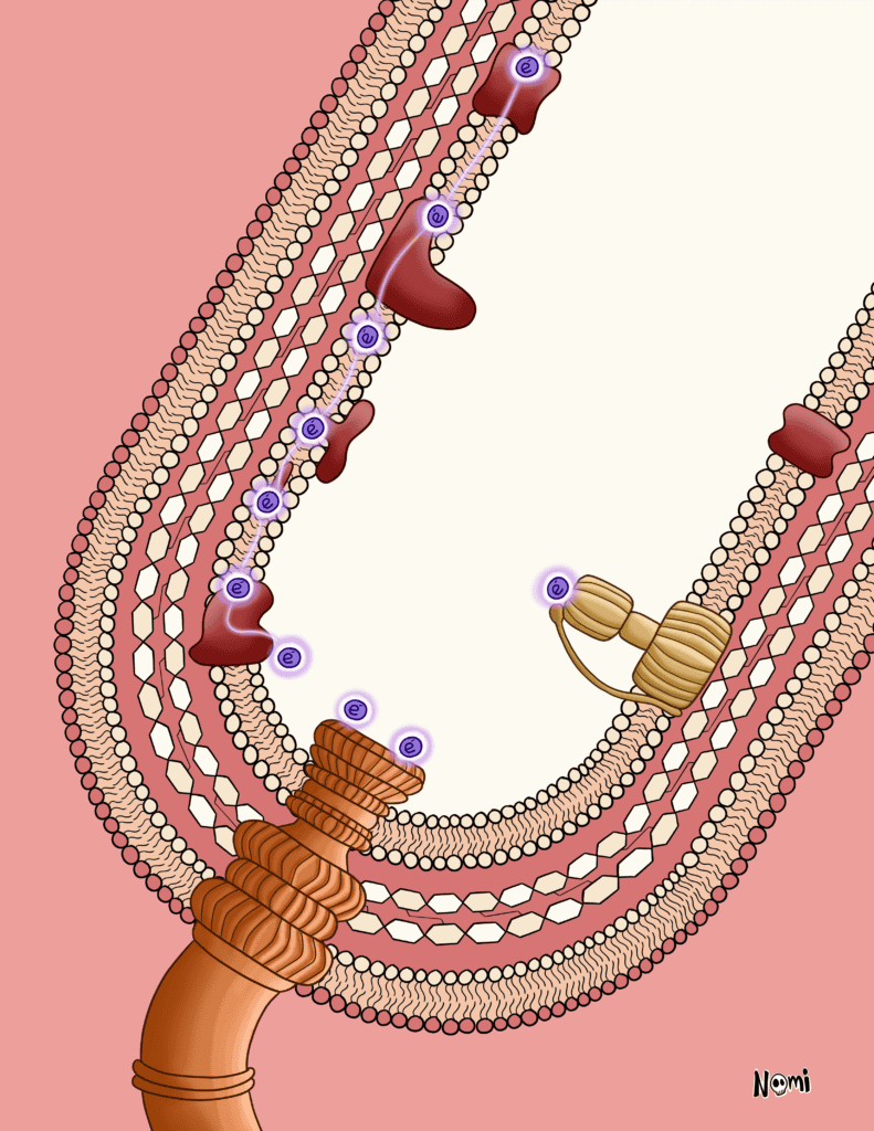 The biochemistry of microbial fermentation