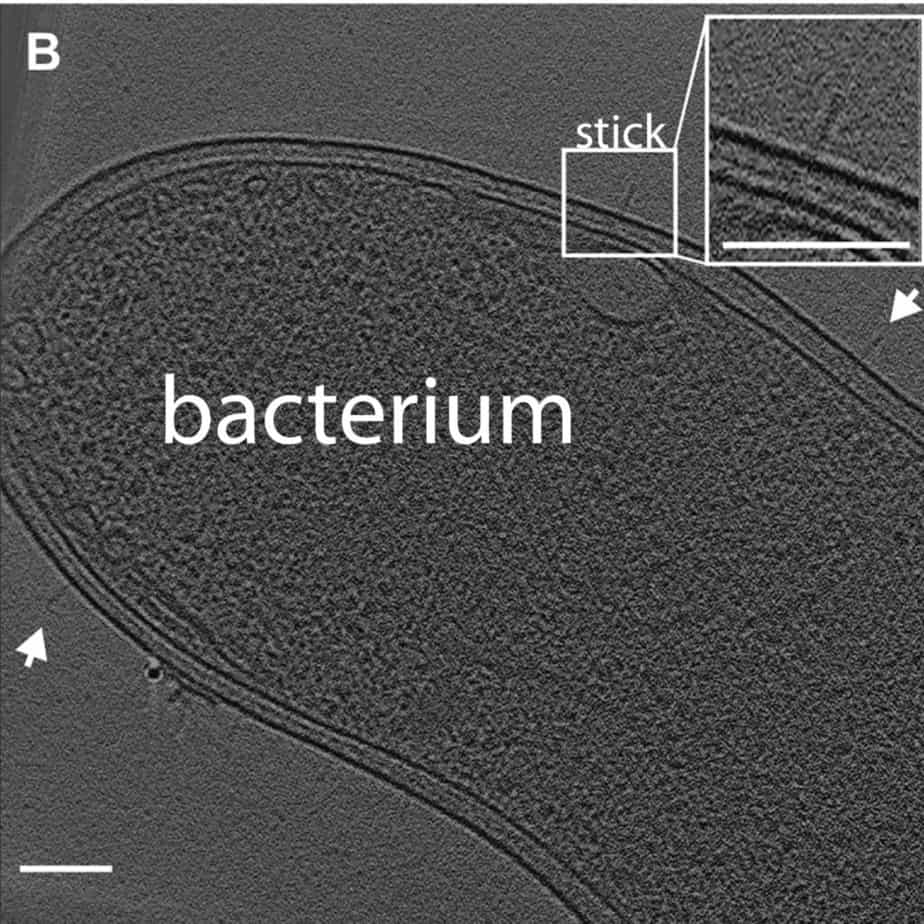 The contact-dependent growth inhibition system looks like a stick on a bacterium. An image from a microscopy experiment.