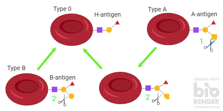 Bacteria can cut the A and B antigens on the surface of red blood cells