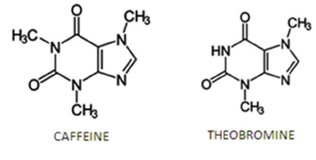 Chemical structure of caffeine and theobromine