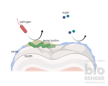 Bacteria in the dental biofilm protects the tooth from pathogens and from caries.