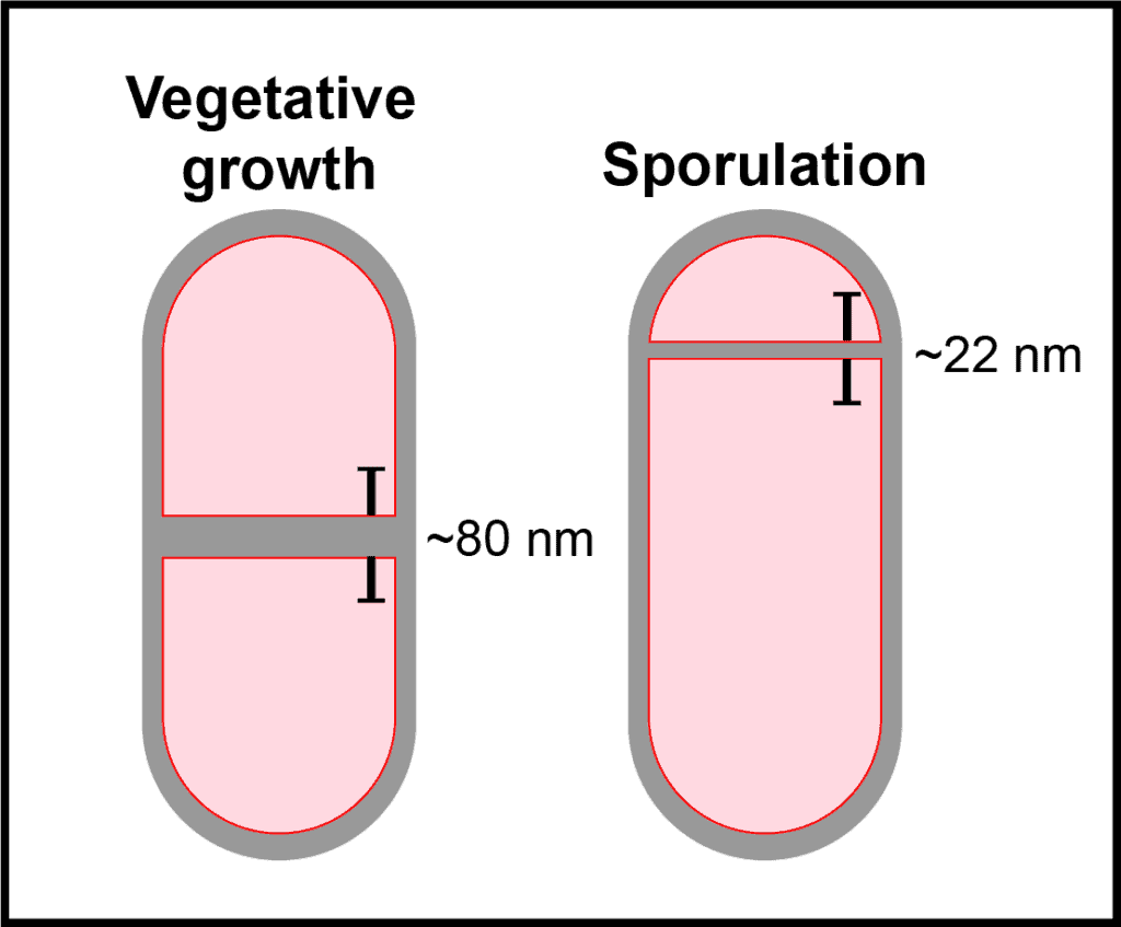 During sporulation, the dividing septum is thinner than during vegetative cell division.