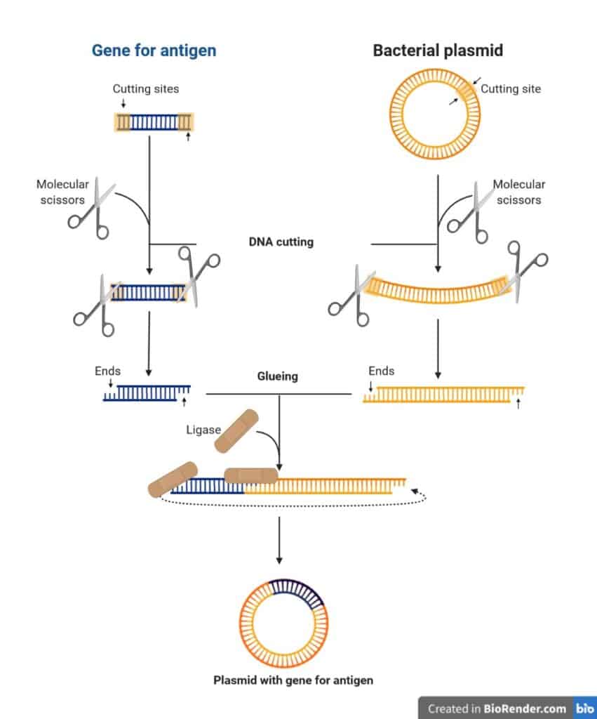 To put a gene into a bacterial plasmid, researchers use special bacterial scissors. These produce puzzle pieces. They then glue the gene into the plasmid to produce a big plasmid with a special gene.