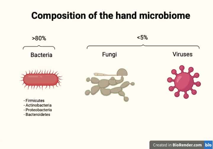 Your skin microbiome of your hand is composed mostly of bacteria, with a smaller part made of fungi and viruses.