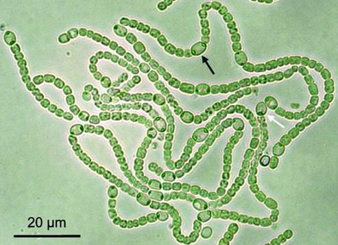 Filamentous cyanobacteria from the Anabaena species form long chains of two to three different cell types. These are the oldest form of multicellular organisms