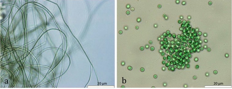 Bacterial superpower: oxygen production by cyanobacteria
