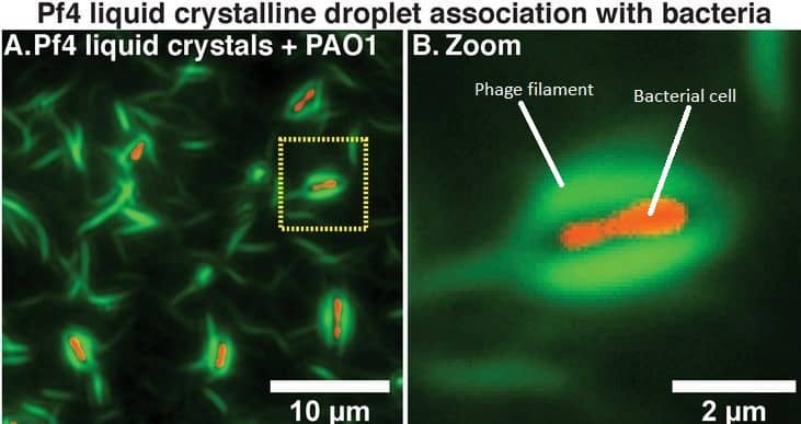 Phages form droplet around bacterial cells to protect them from antibiotics.