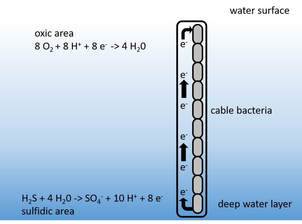 A filamentous multicellular organism containing cable bacteria is aligned from the oxic zone to the sulfidic zone at the water surface. Near the water surface, bacteria reduce the available oxygen by consuming protons and electrons to molecular water. In the deeper water layers, bacteria oxidise sulfur thus producing protons and electrons. The electrons are then transported towards the bacteria residing in the oxic zone.