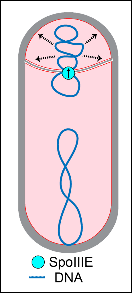 Chromosome translocation during B. subtilis sporulation.