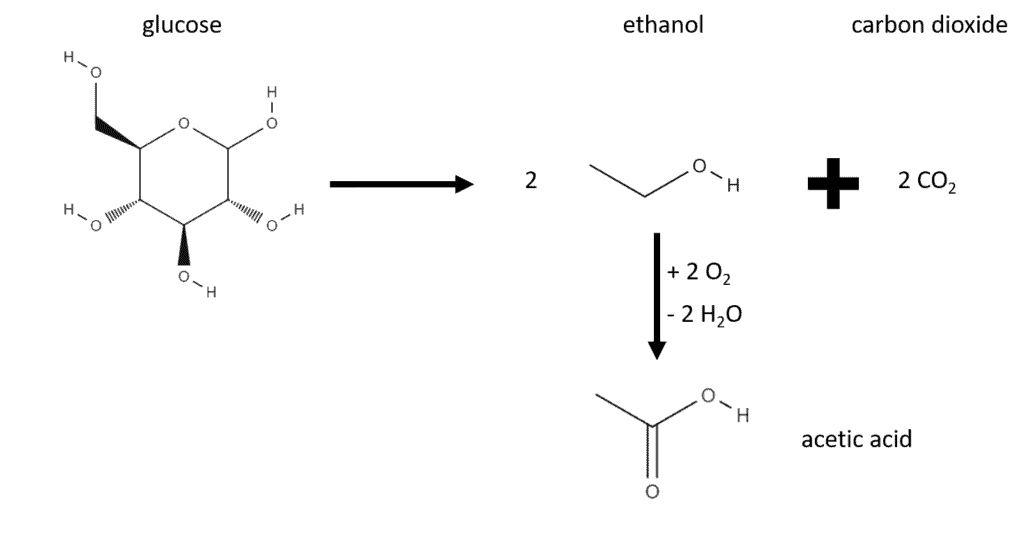 glucose is metabolised into ethanol and acetic acid
