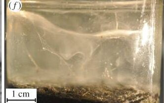 Picture of a glass flask with a veil from Thiovulum majus grown in the lab.