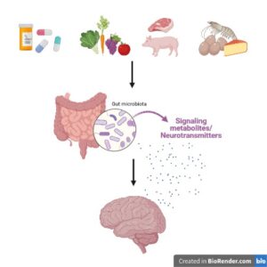 How food and environmental conditions influence our gut microbiome and mental health.