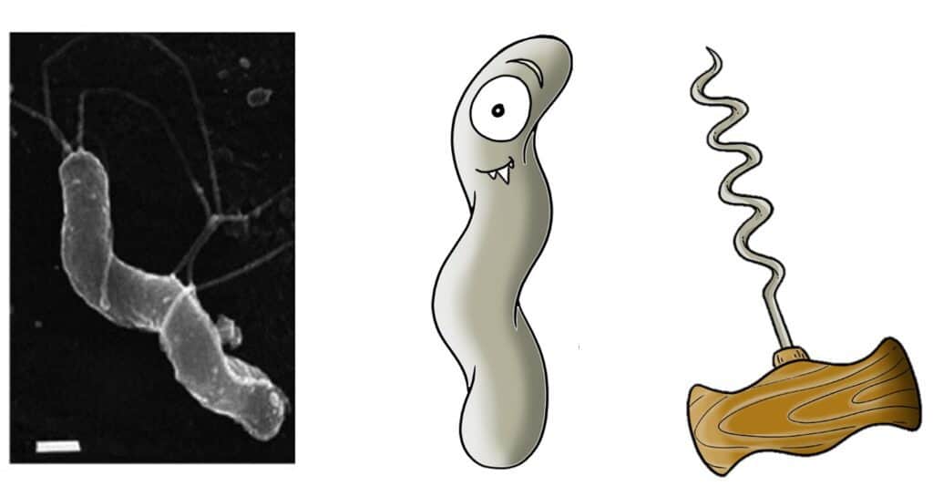 Microscopy image and comic of helical bacteria.