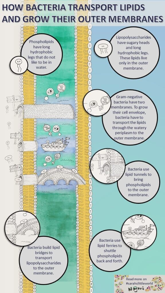 Bacteria use ferries, bridges and tunnels to shuttle lipids to the outer membrane and grow their membrane.