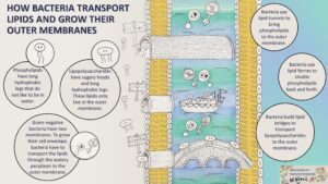Bacteria use tunnels, ferries and bridges to send lipids to the outer membrane to grow them.