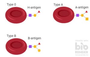 Human red blood cells have two different antigens on their surface