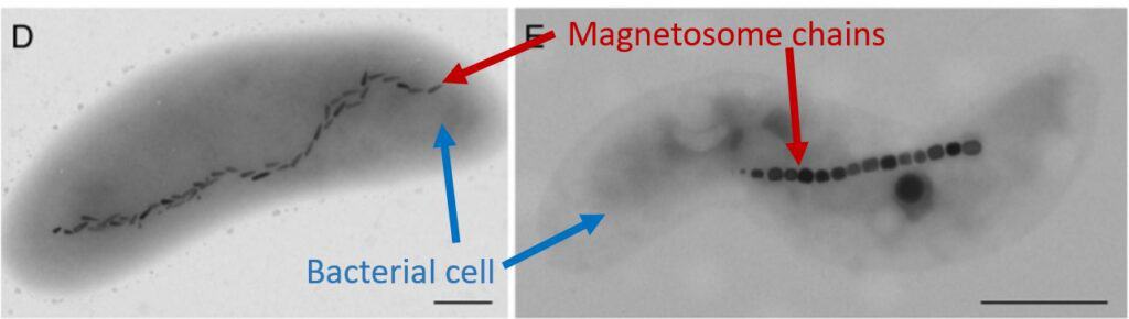 Bacterial magnetosomes