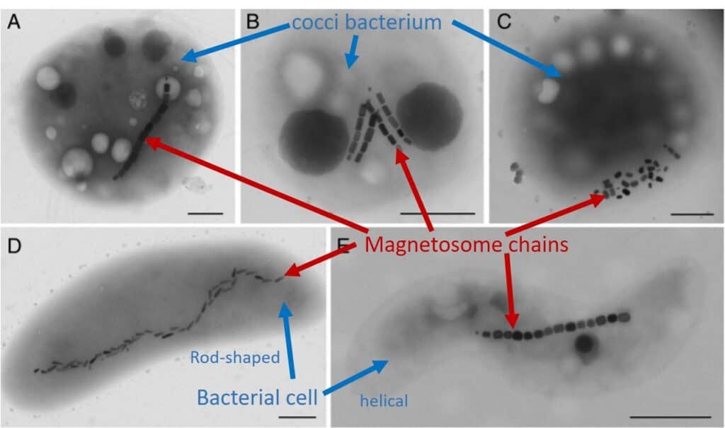Magnetosomes align within magnetotactic bacteria as straight lines or as clusters.