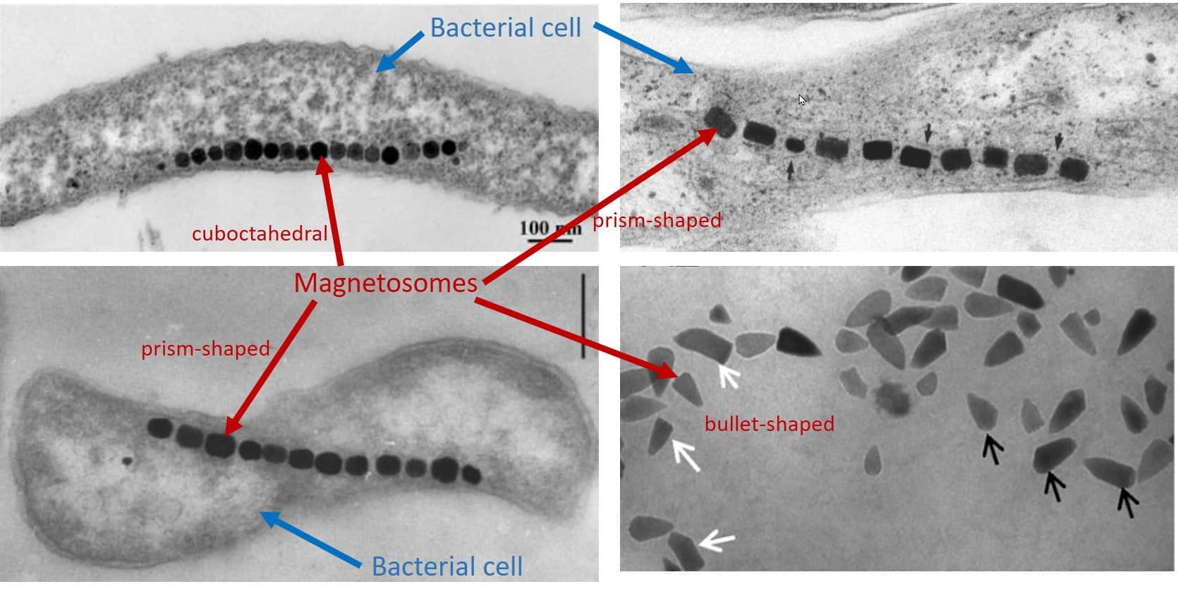 How magnetotactic bacteria follow the Earth's magnetic field