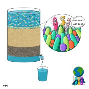 Microbes in biofilms filter out and remove pathogens to clean drinking water in slow sand filtration systems
