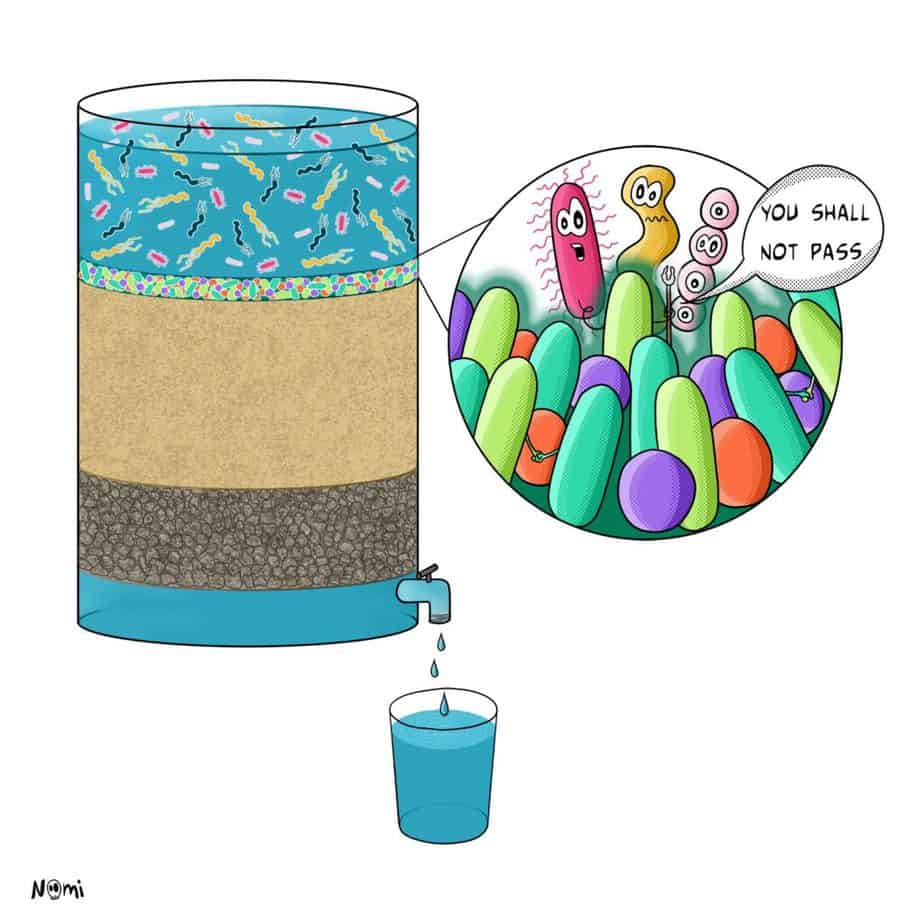 Microbes filter out and remove pathogens to clean our drinking water in slow sand filtration systems.
