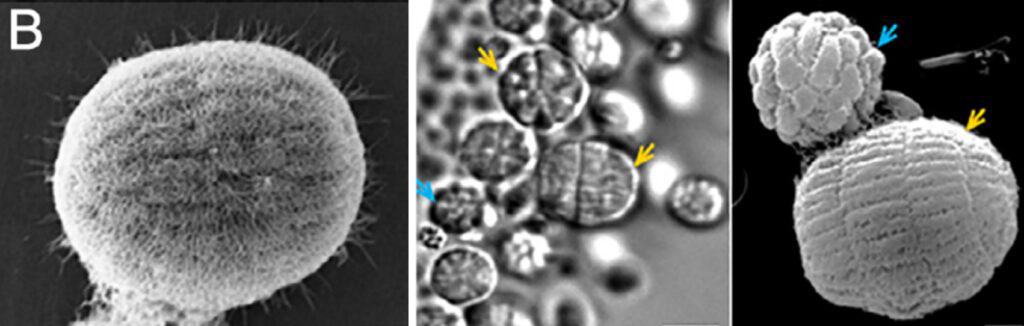 Multicellular magnetotactic bacteria look like miniature berries covered with flagella.
