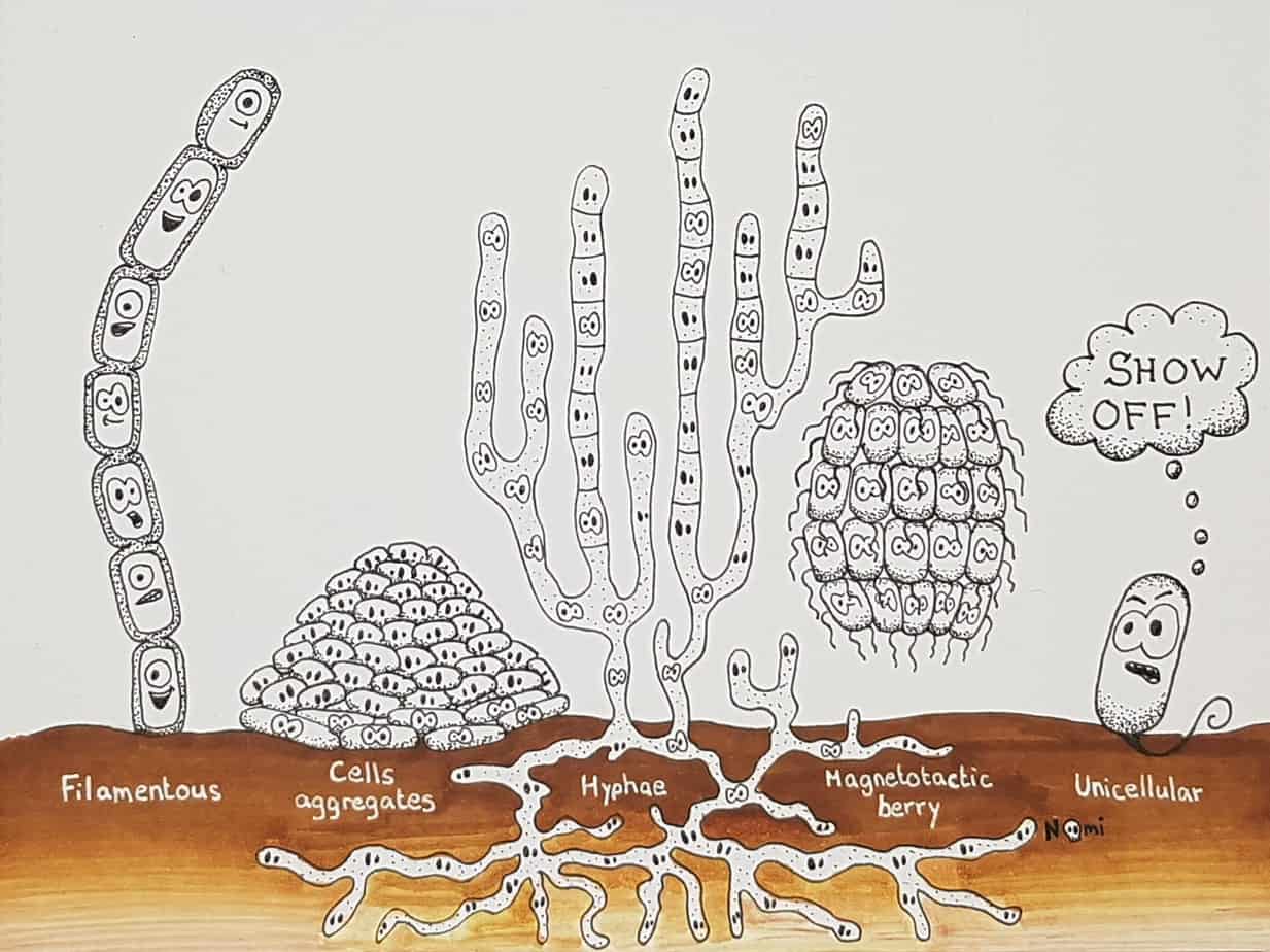 Together we are strong bacteria form multicellular organisms