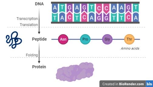Proteins are made of amino acids 