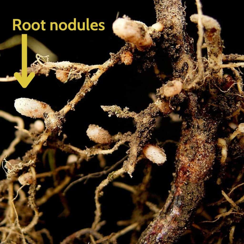 Rhizobial root nodules of soil bacteria, in which they fix nitrogen and share it with their host plant.
