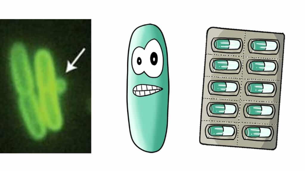 Microscopy image and comic of rod-shaped bacteria.