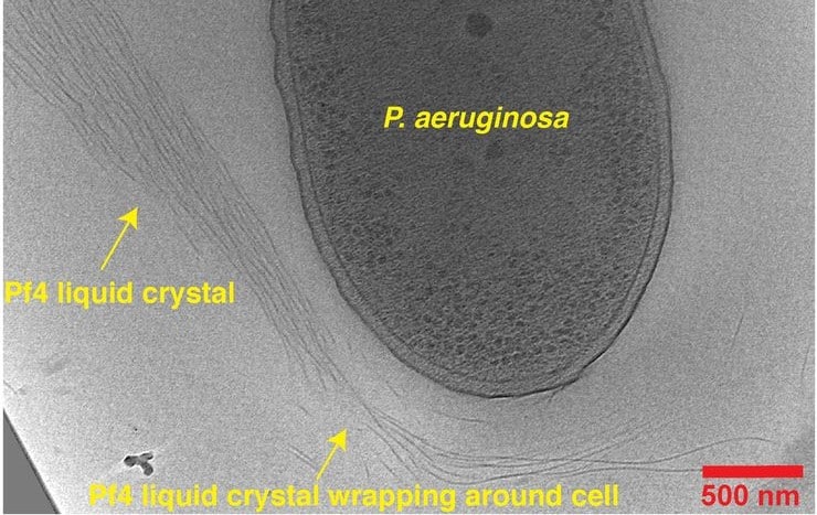 The Pf4 phage net can wrap around a bacterial cell.