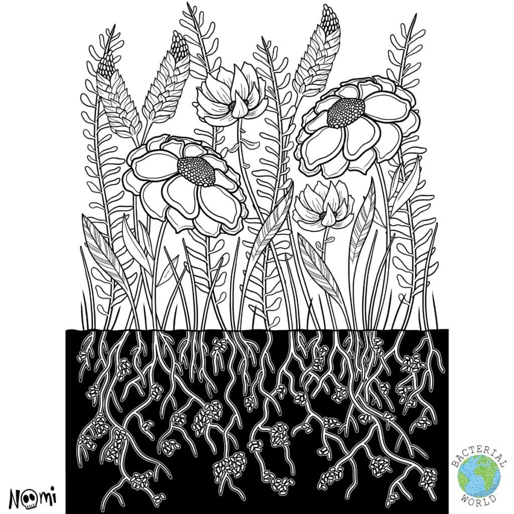 The soil microbiome is important for plant health and crops production. Rhizobial bacteria fix nitrogen and share it with their host plants.