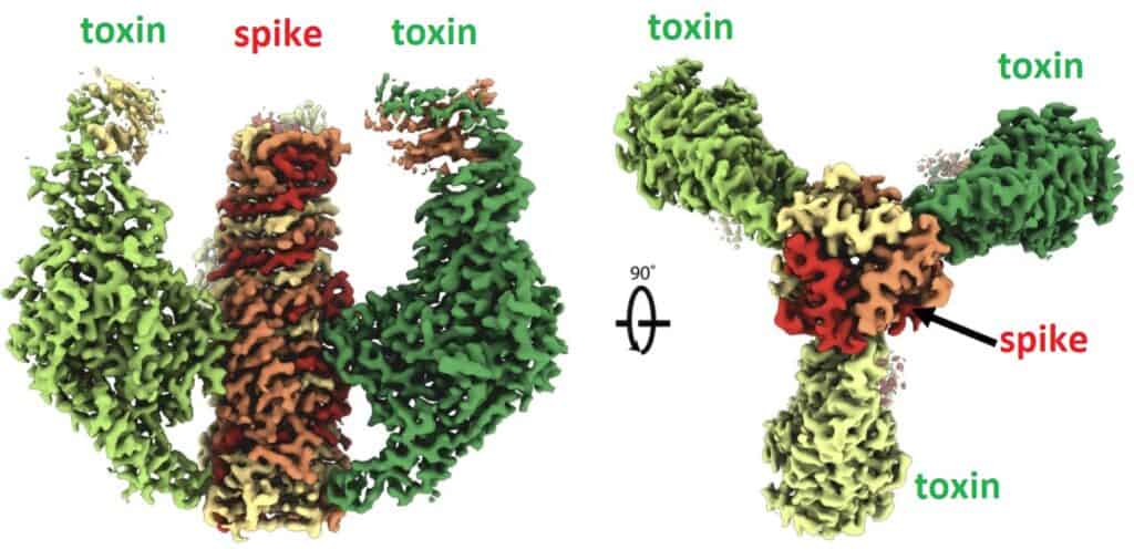 Toxins interact with the type 6 secretion system spike via three patches.