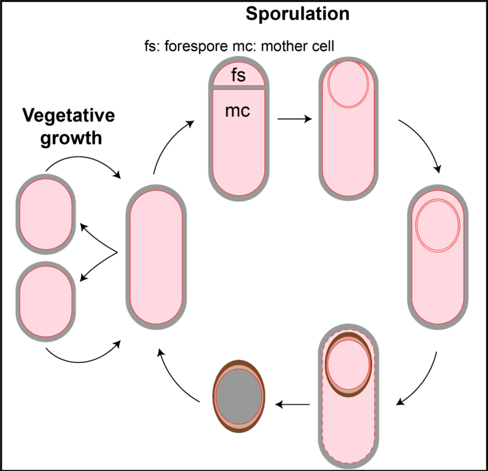 Sporulation pathway in Bacillus subtilis.