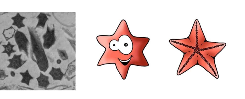 Microscopy image and comic of star-shaped bacteria.