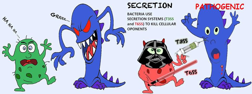 Bacteria use secretion systems (T6SS and T3SS) to kill cellular opponents