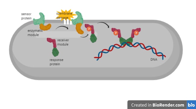 Schematic of a two-component system to sense the environment of bacteria. The sensor module of the sensor proteins measures a specific signal within the bacterial cell membrane which leads to activation of its enzymatic module. This adds a little phosphate group to the receiver module of the response protein which leads to a structural change of its response module. The response module now can dimerize and bind to DNA at specific target genes. 
